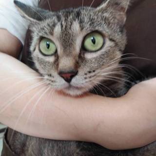 里親決定。避妊検査済みのマコちゃん一歳