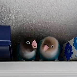 仲良しなのでペアで可愛がってほしいです