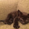 【５月生まれ】クロ☆キジ男の子♂ サムネイル2