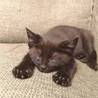 【５月生まれ】クロ☆キジ男の子♂ サムネイル4