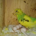 飼い主病気から里親探します