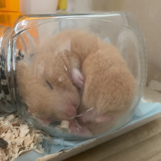 minmi1のカバー写真