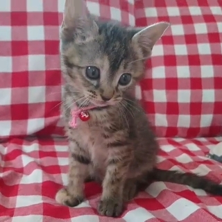 甘えん坊ひなちゃん☆