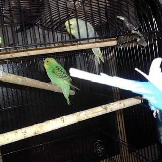 一番若いの雛です優しい里親を