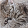 【生後3ヶ月の子猫】キジトラ♀