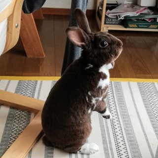 お利口で甘えん坊　ミニレッキス　５歳