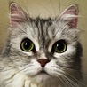 mogcat 