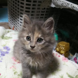 至急募集します。