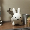 保護うさぎ（温泉うさぎ）いなりちゃん