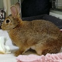 保護うさぎ（温泉うさぎ）おこげちゃん