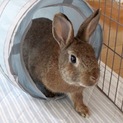 保護うさぎ（温泉うさぎ）ロッキーちゃん