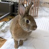 保護うさぎ（温泉うさぎ）ロッキーちゃん サムネイル4