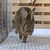 保護うさぎ（温泉うさぎ）ロッキーちゃん サムネイル5