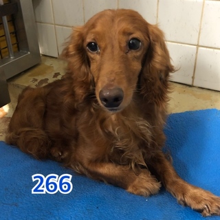 里親決定しました。