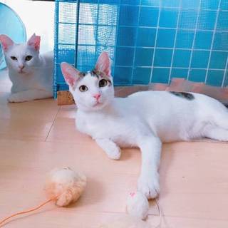 【ブーゲン】おかげ様で里親さまが決まりました！