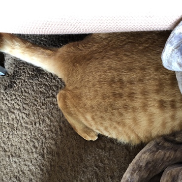 頭隠して…もふもふお尻が出てますよ〜(*≧∀≦*)