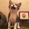 4月10日生まれの男の子