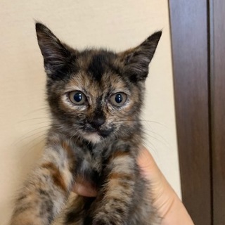 個性的サビ猫ちゃんの家族決定しました!!