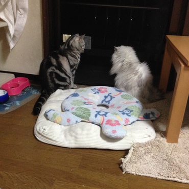 リリィの写真
