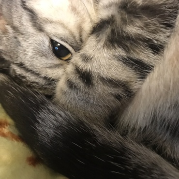 リリィの写真
