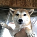 可愛い柴犬の男の子
