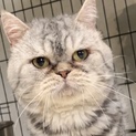 顔肉むっちりアメショ男の子★代理投稿★