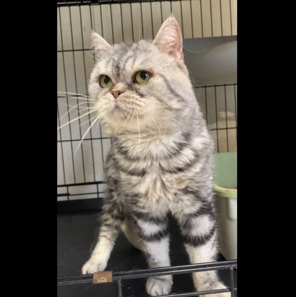 顔肉むっちりアメショ男の 大阪府 猫の里親募集 265629 ペットのおうち 月間利用者150万人