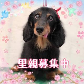 穏やかなダックスの女の子