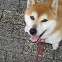 かしこい柴犬です！
