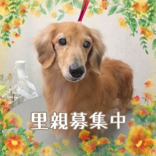 甘えん坊のダックスくんです。