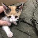 子猫の三毛ちゃんの里親募集です