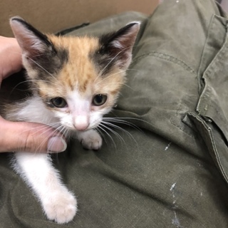 子猫の三毛ちゃんの里親募集です