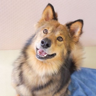 散歩が大好きなクオリア