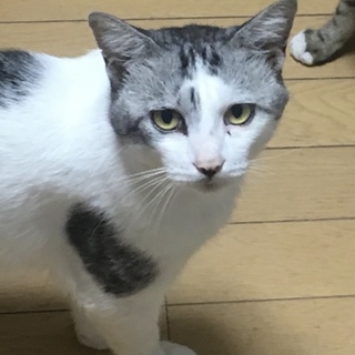 成猫 人なつっこくおだやかな猫です