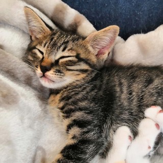 生後二か月少し、好奇心旺盛とら模様のとらちゃん☆