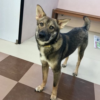 ちょっとビビリなキミック 家族を探しています