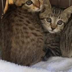みんにゃの家 保護猫の譲渡会