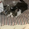 すず