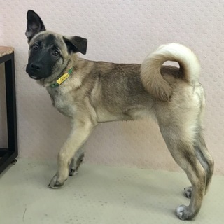 【相談中です】カシマ君 里親さん募集中です