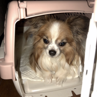 11歳のロミオくん里親さん募集中です！