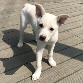【相談中です】神雷(しんらい) 3ヶ月