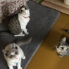 ﾎﾟﾝ