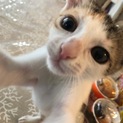人懐っこいミケちゃん！ファミリー欲しいにゃ！！