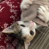 人懐っこいミケちゃん！ファミリー欲しいにゃ！！ サムネイル2