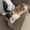 人懐っこいミケちゃん！ファミリー欲しいにゃ！！ サムネイル3