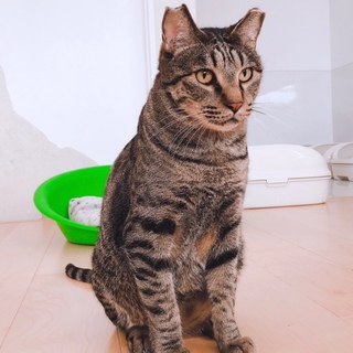 心優しい友吉くん