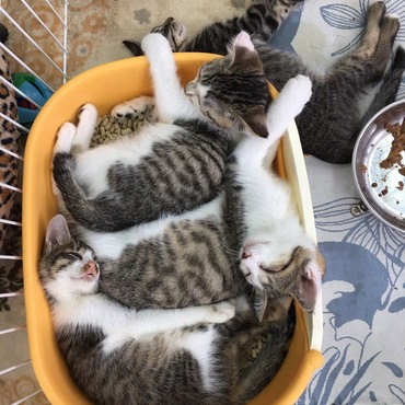 子猫はどうして猫トイレで眠ってしまうのだろう