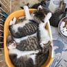 子猫はどうして猫トイレで眠ってしまうのだろう