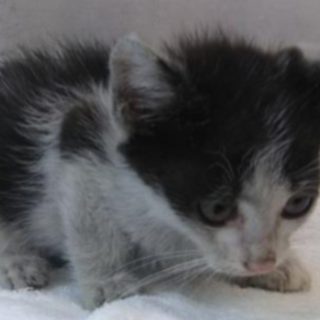 譲渡されました。