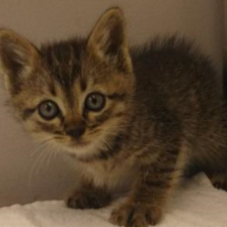 譲渡されました。